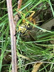 Spilomyia alcimus