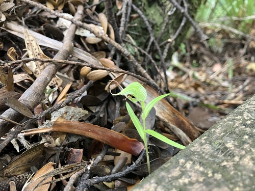 Image of Pterostylis agathicola by (c) Cara-Lisa Schloots, some rights reserved (CC BY)