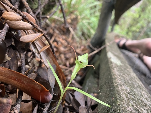 Image of Pterostylis agathicola by (c) Cara-Lisa Schloots, some rights reserved (CC BY)