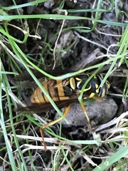 Spilomyia alcimus