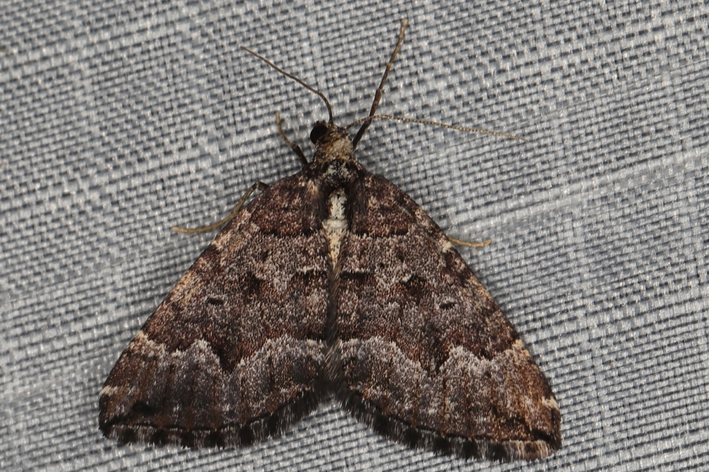 Perizoma africana
