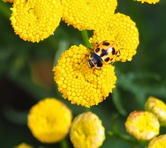 Ceratomegilla notata