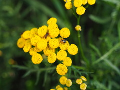 Ceratomegilla notata