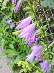 Campanula rapunculoides