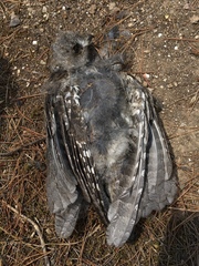 Otus scops
