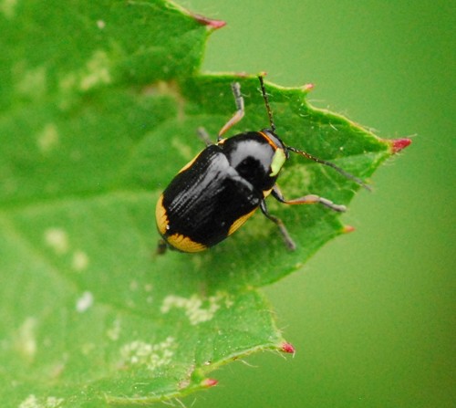hypericum pot beetle, photo 4 of 8