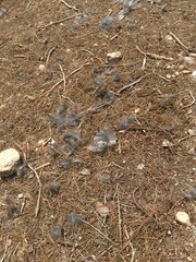 Otus scops