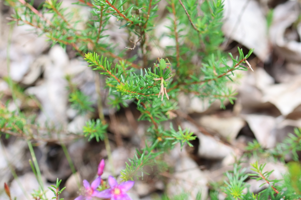 Calytrix variabilis