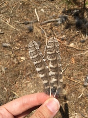 Otus scops