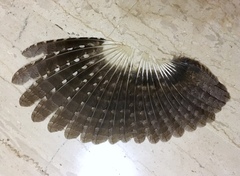Otus scops