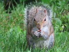 Sciurus carolinensis