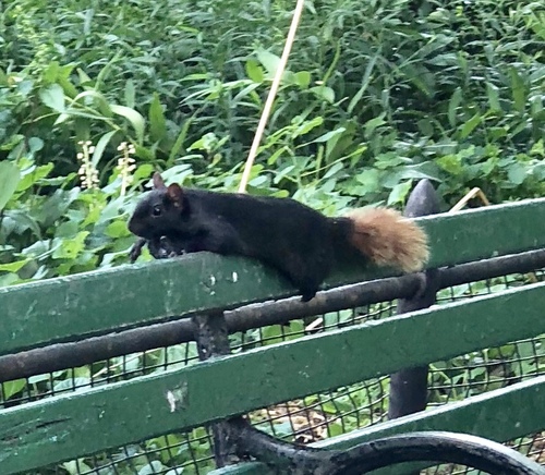 Eastern Gray Squirrel photographed in New York
