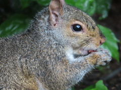 Sciurus carolinensis