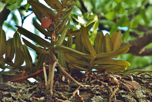 Calyptrochilum christyanum, photograph 2