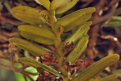 Calyptrochilum christyanum, photograph (c) i_c_riddell, some rights reserved (CC BY)