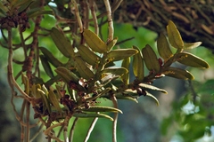 Calyptrochilum christyanum, photograph (c) i_c_riddell, some rights reserved (CC BY)