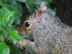 Sciurus carolinensis