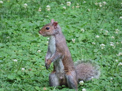 Sciurus carolinensis
