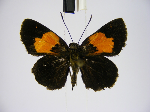 Ankole Skipper