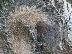 Sciurus carolinensis