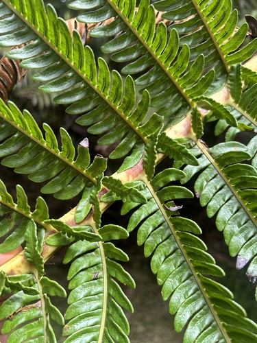 Sadleria souleyetiana observed 2024-10-12