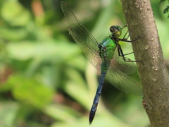 Erythemis simplicicollis