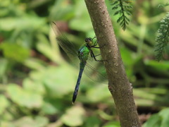 Erythemis simplicicollis