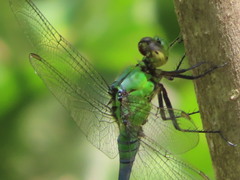 Erythemis simplicicollis