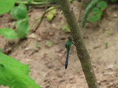 Erythemis simplicicollis