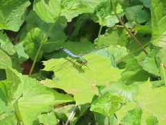 Erythemis simplicicollis