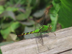 Erythemis simplicicollis