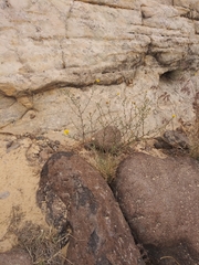 Heterotheca polothrix