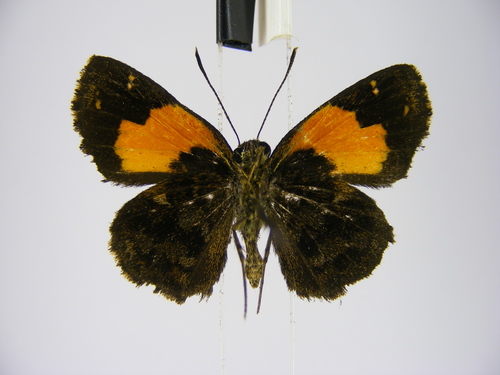 Ankole Skipper