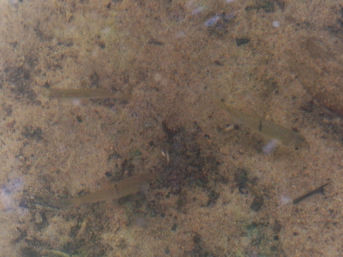 Hampala Barb