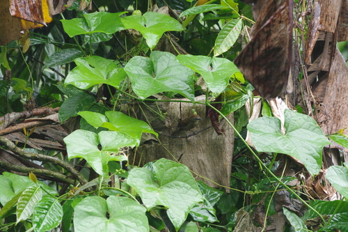 Crescent-chested Babbler (Cyanoderma melanothorax), photo 8