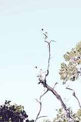 Threskiornis bernieri bernieri