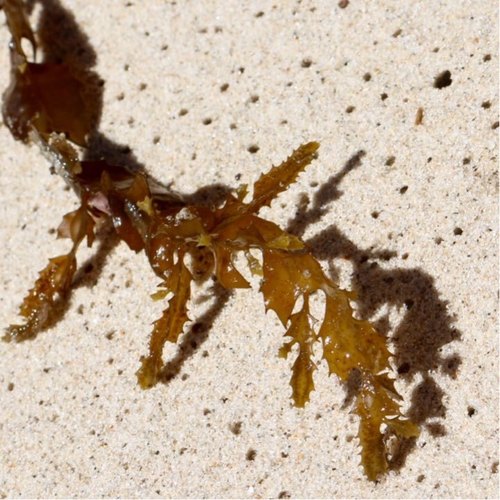 Hormophysa cuneiformis observed 2016-07-31