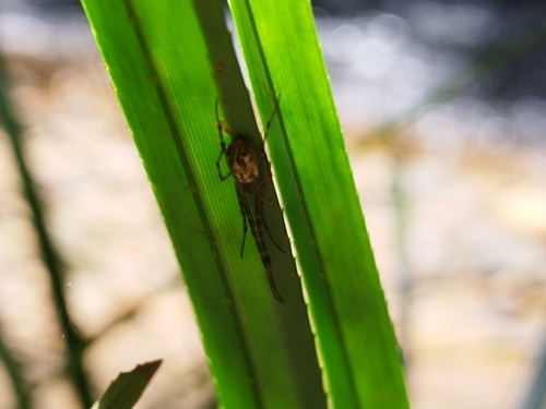 Big-bellied Tylorida