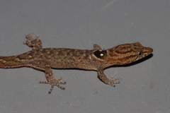 Anguilla Bank Dwarf Gecko photo 3