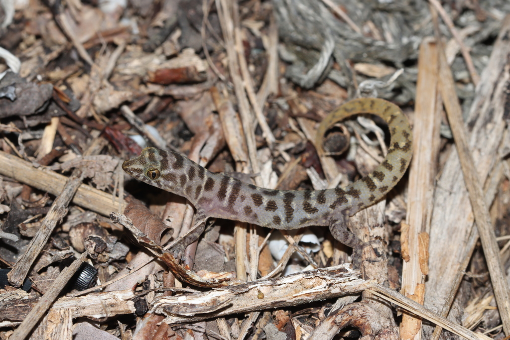 Island Least Gecko