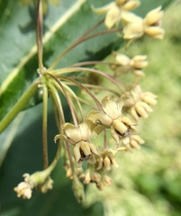 Asclepias syriaca