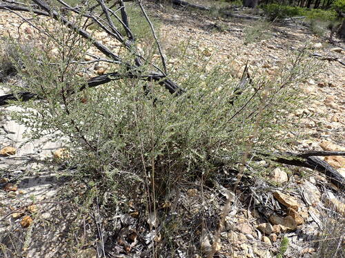 Daviesia filipes, 2024-10-11