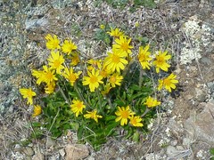 Arnica griscomii