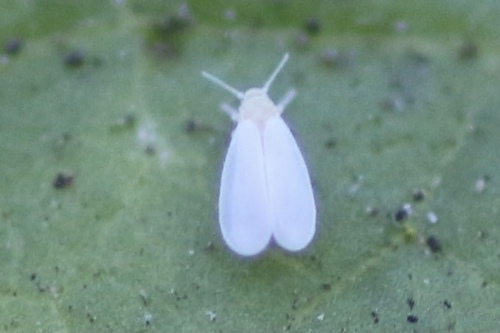 Greenhouse Whitefly photo 6