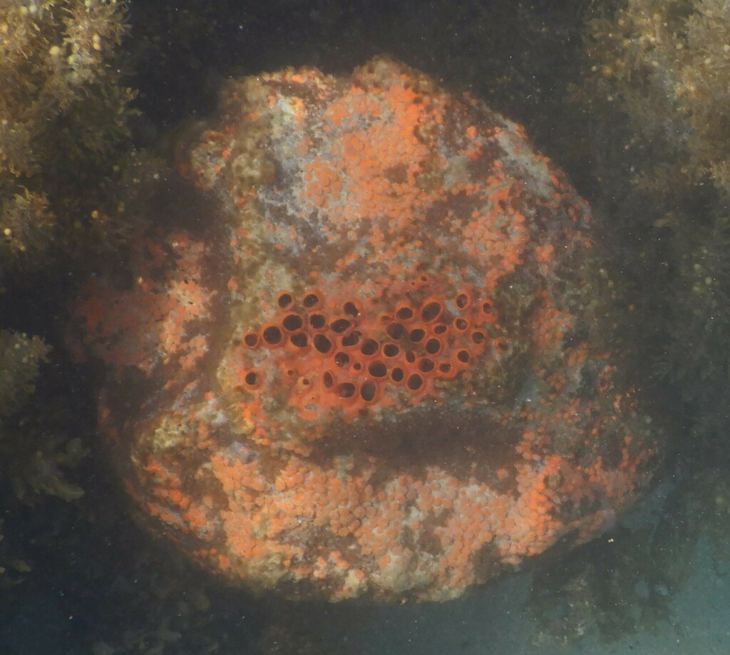 Pione hixoni
