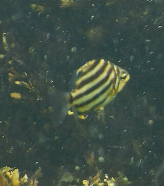 Stripey