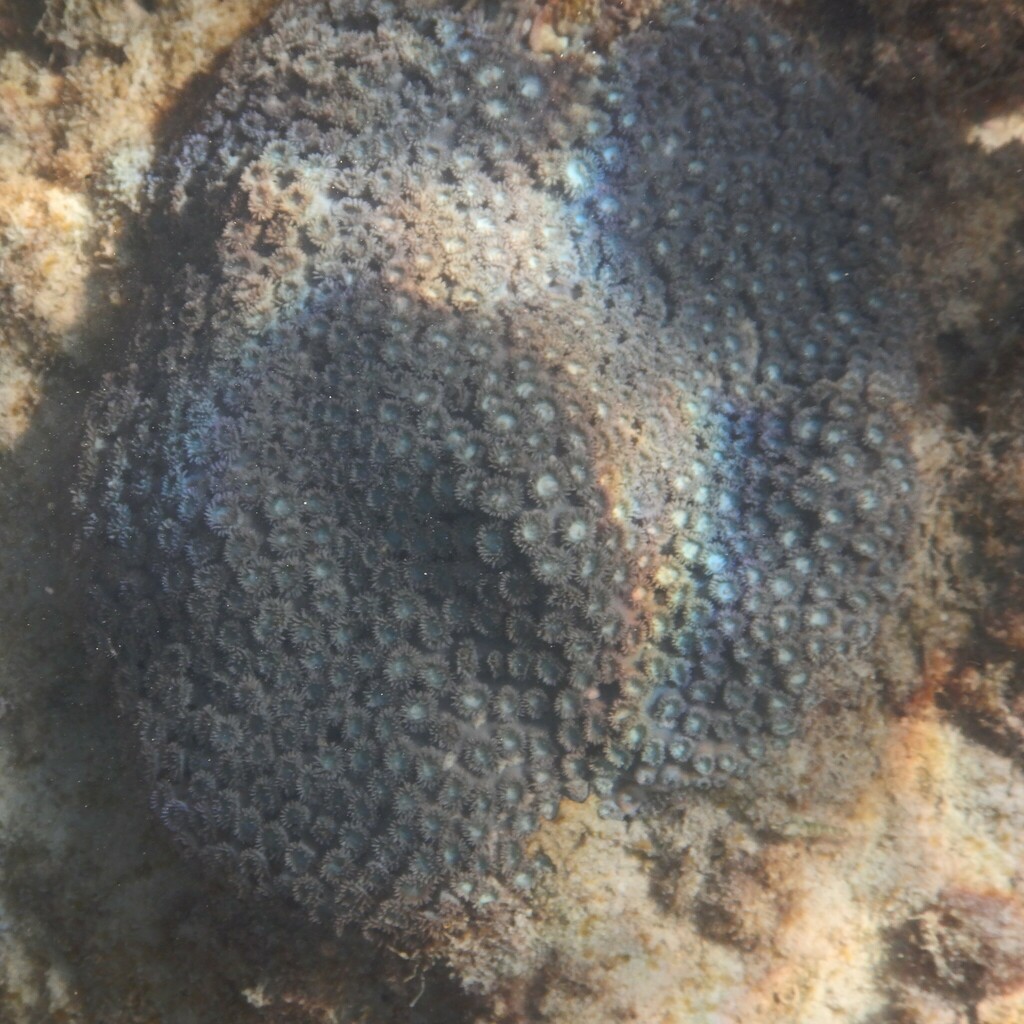 Bowl coral