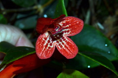 Aeschynanthus