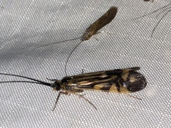 Macrostemum zebratum