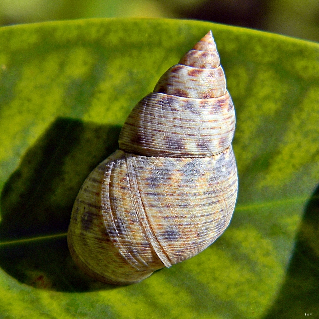 Periwinkle Snails and Allies